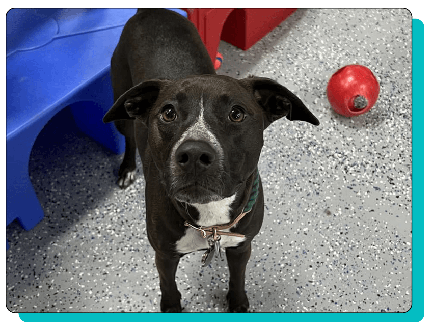 Daycare – 4 Pawz Only